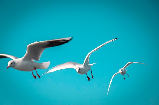 Seagulls on a formation flight