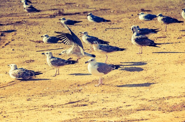 Photo seagulls on the ground with brown soil