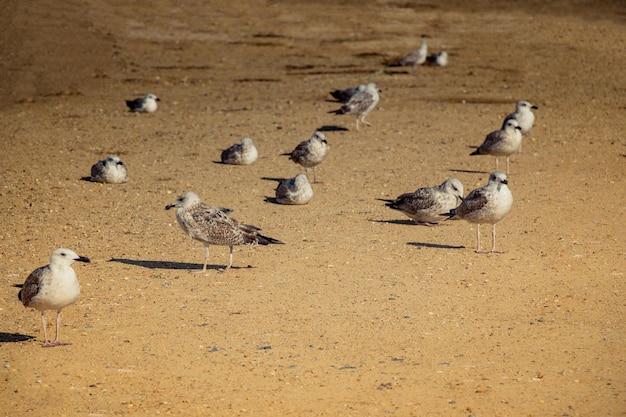 Photo seagulls on the ground with brown soil
