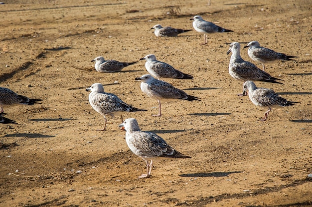 Seagulls on ground with brown soil