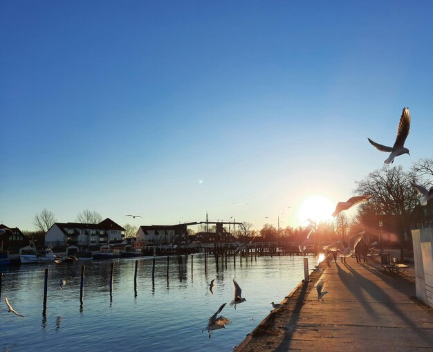 Seagulls in the harbour