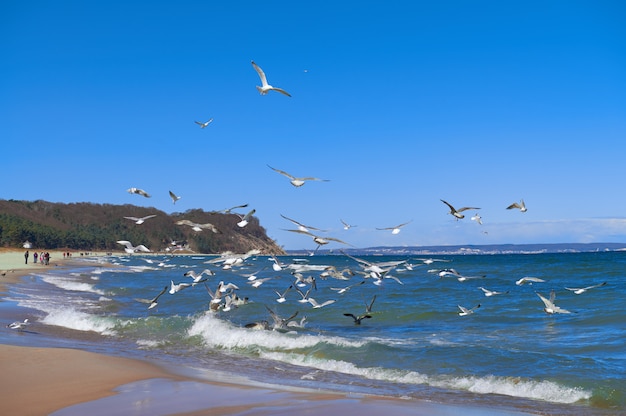 Seagulls hunt for small fish in the shallow Baltic Sea next to Baabe village on island Rugen