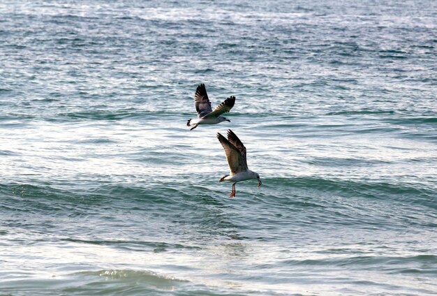 Seagulls hunting for the waves