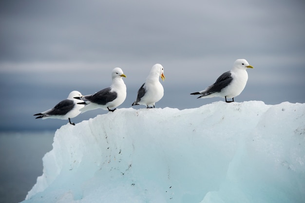 Foto gabbiani sull'iceberg