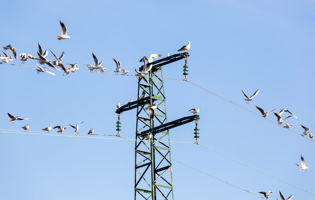 Gabbiani ichthyaetus melanocephalus su un pilone dell'elettricità.