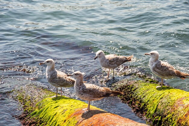 Seagulls is found on the shore of the sea