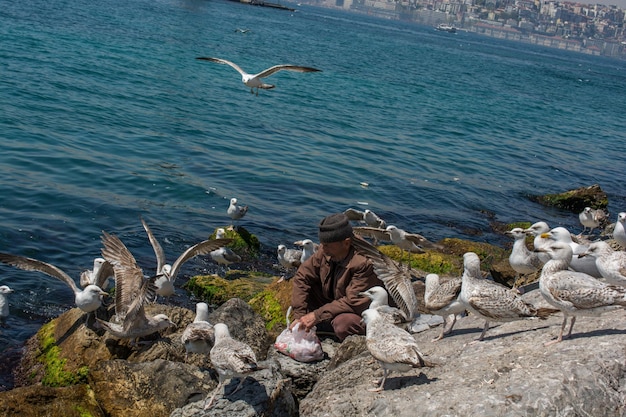 Seagulls is found on the shore of the sea