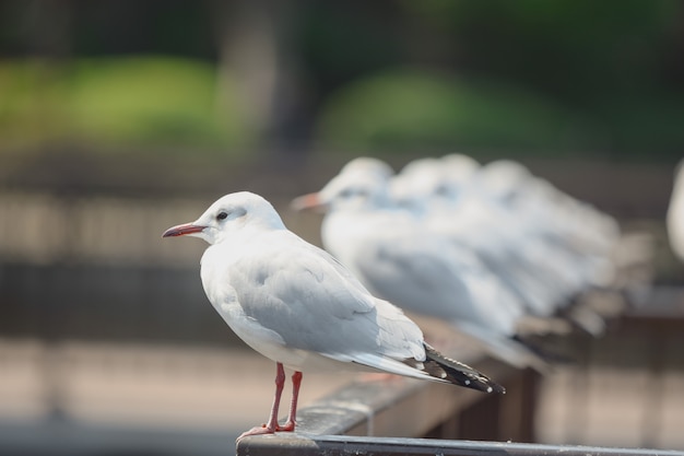 日本のカモメ