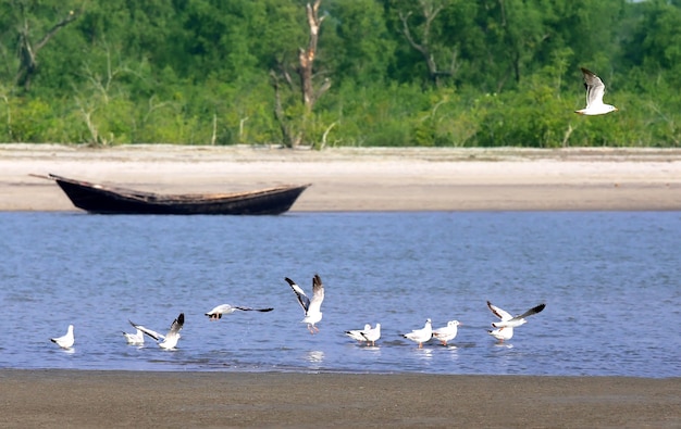 Seagulls in kuakata sea beach of Bangladesh