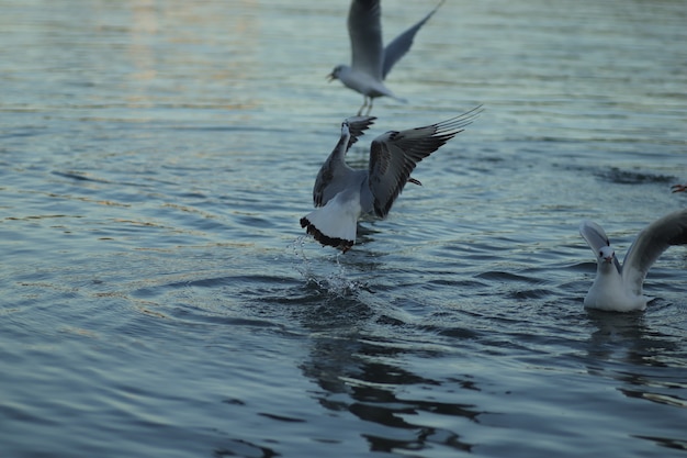 seagulls on the lake ask for food on a sunny day seagulls play in the water