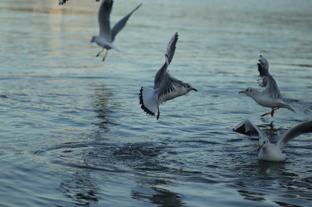 湖のカモメは晴れた日に食べ物を求めますカモメは水で遊ぶ