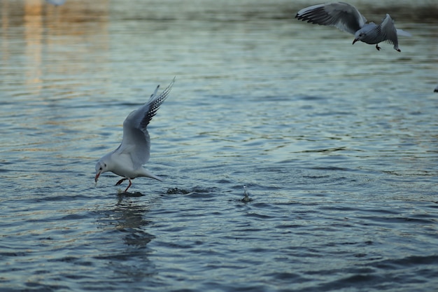 湖のカモメは晴れた日に食べ物を求めますカモメは水で遊ぶ