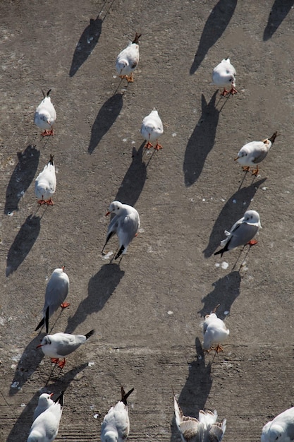 Seagulls live in urban environment