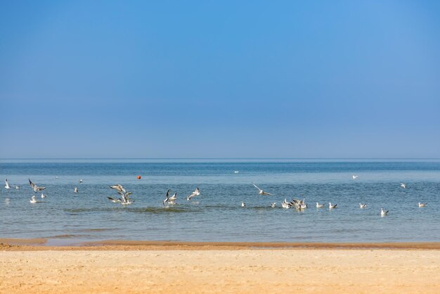 Чайки ищут еду в воде Балтийского моря