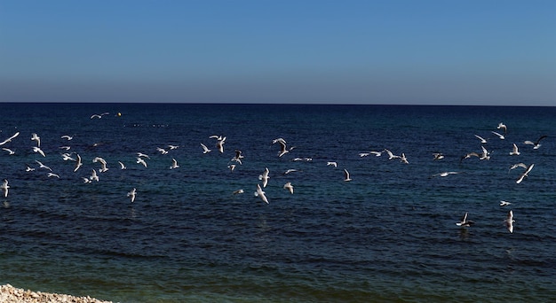 Seagulls on Mediterranean coast, pebble beach, blue sea, clear water, beautiful seascape, Spain