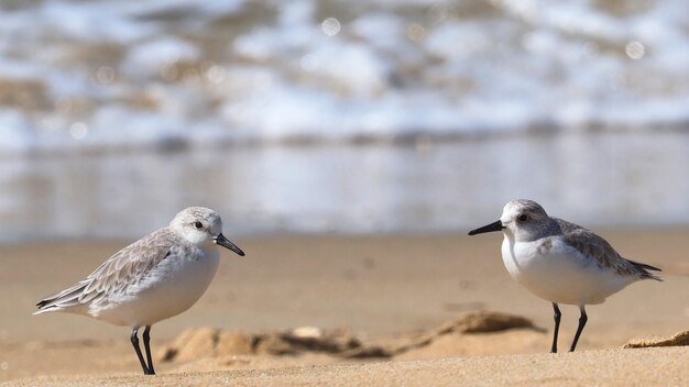 写真 浜辺のカモメ