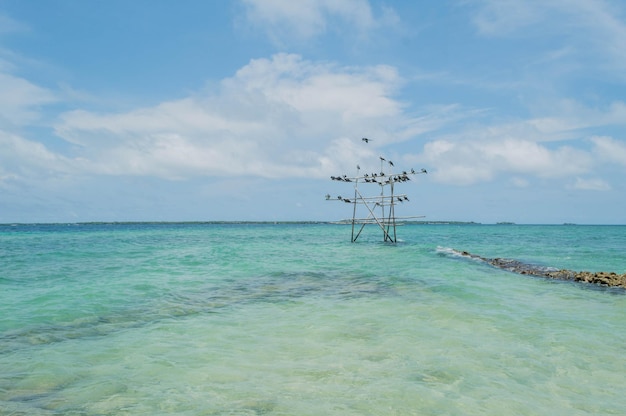 Чайки сидят и летают вокруг деревянной конструкции рядом с пляжем в солнечный день, Картахена-Коломби