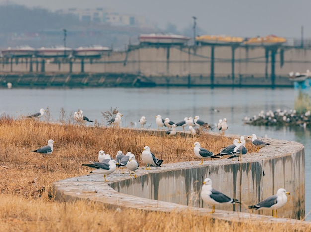 写真 湖の上に座っているカモメ