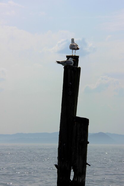 写真 空の向こうの海で木の柱に座っているカモメ