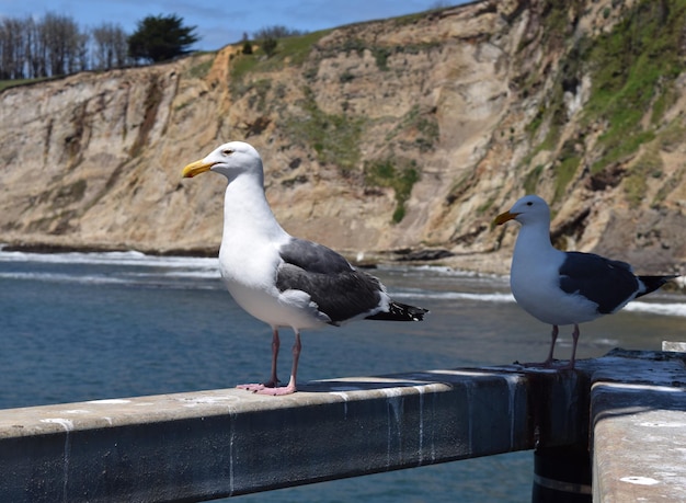 海に向かってレールに座っているカモメ