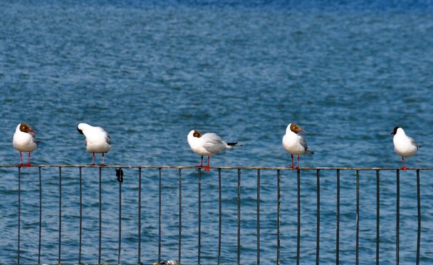 Seagulls perching on railing against sea