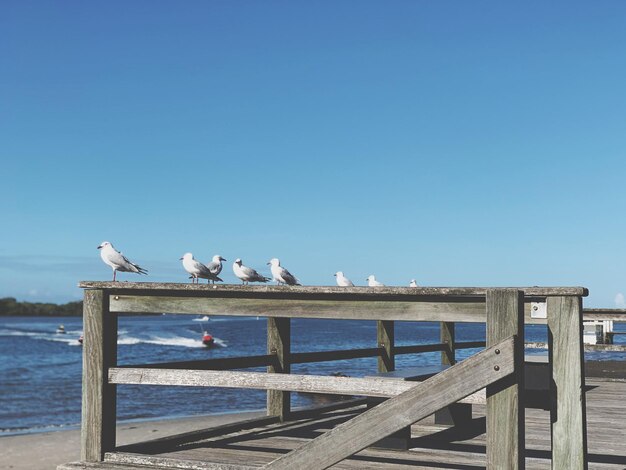 Seagulls perching on railing against sea