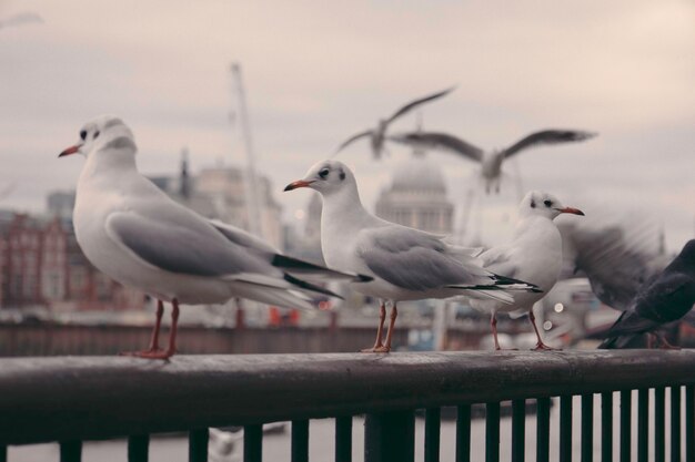 Seagulls perching on railing