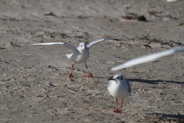 Seagulls perching on sand at beach