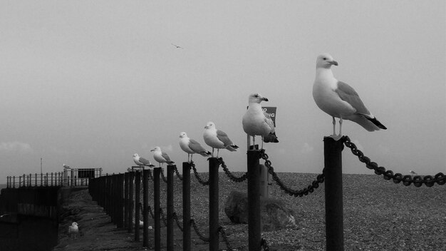 Photo seagulls perching on wooden post