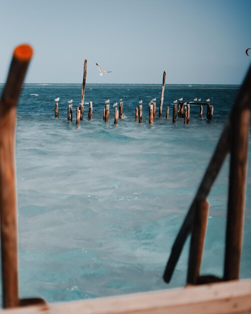 Foto gabbiani appollaiati su pali di legno in mezzo al mare