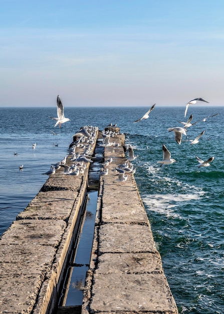 Seagulls on the pier in the Black Sea