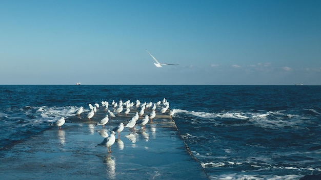 Seagulls on the pier next to the sea