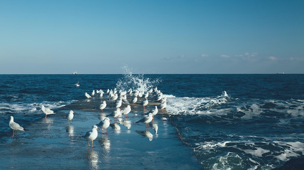 Seagulls on the pier next to the sea