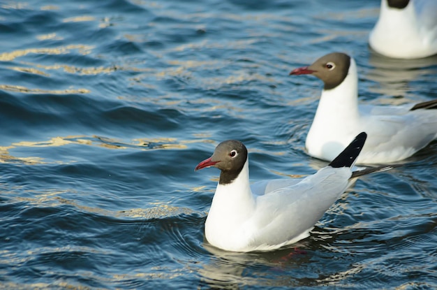 春の池のカモメ