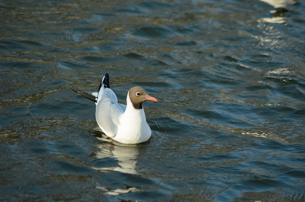 seagulls on the pond in spring