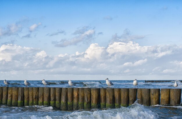 Seagulls portrait