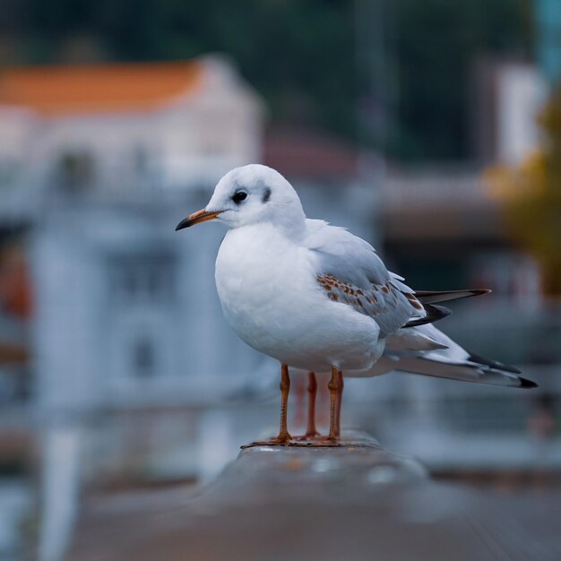 港の手すりの上のカモメ