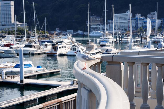 Photo seagulls resting near a harbour