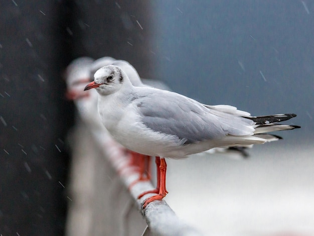 seagulls in row on railing during rainy season
