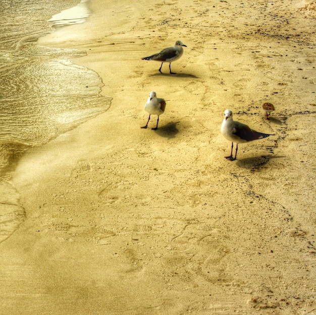 Foto i gabbiani sulla spiaggia sabbiosa