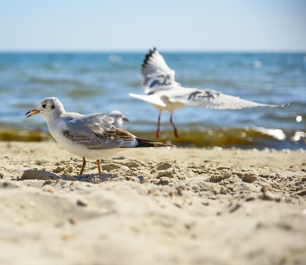 Seagulls on the sandy shore