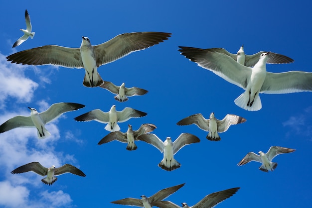 Seagulls sea gulls flying on blue sky