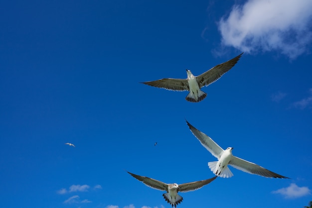 Чайки летают на голубое небо
