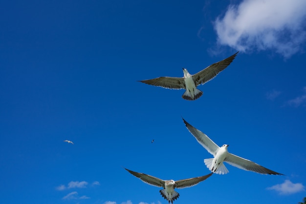 Seagulls sea gulls flying on blue sky