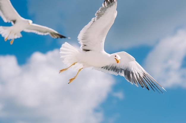 Seagulls in the sea