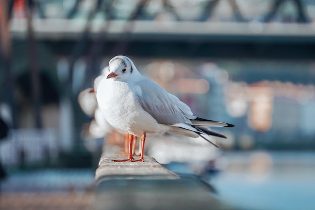 seagulls in the seaport, animal themes