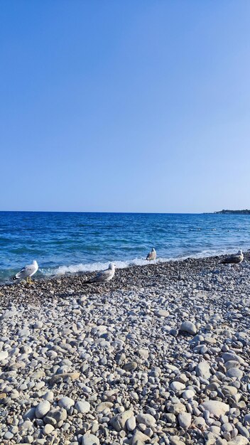 海岸のカモメ