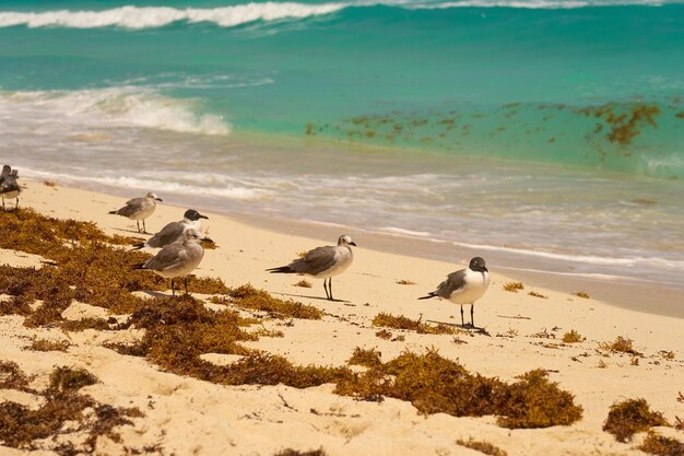 Seagulls on the shores of the Caribbean Sea in Mexico