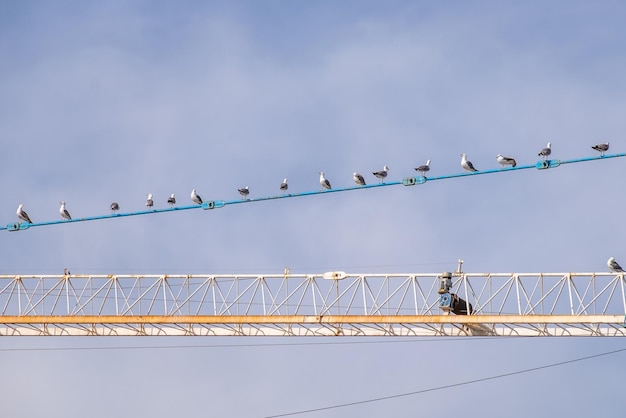 Seagulls Shotley staat op een paal te wachten tot de zon opkomt