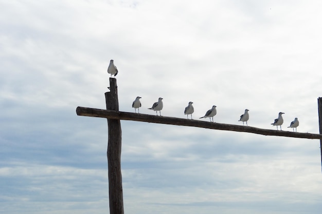Чайки сидят на деревянной балке подряд Чайки в шторме на фоне облачного неба